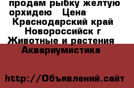 продам рыбку желтую орхидею › Цена ­ 1 000 - Краснодарский край, Новороссийск г. Животные и растения » Аквариумистика   